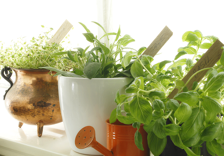 Three green plants sit in pots on a sunny windowsill.