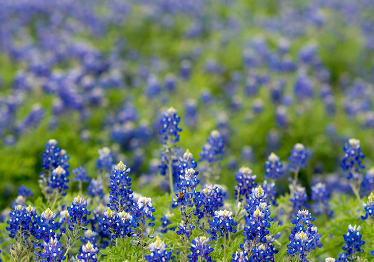A field of blue and white colored flowers during bluebonnet season in Texas.