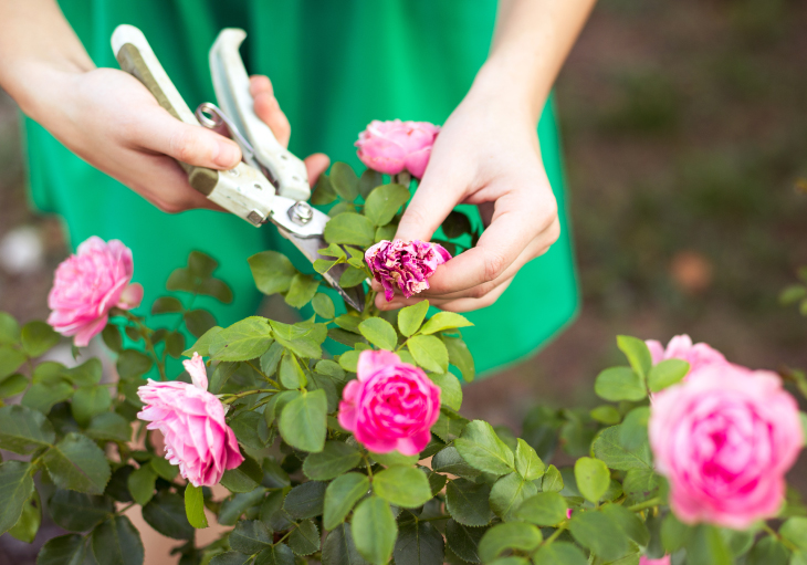 Wie man Rosenblütenpflanzen pflegt