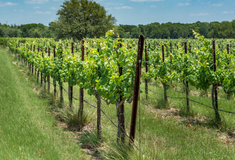 Rows of green grape vines in the sun, overlooking the Texas landscape.